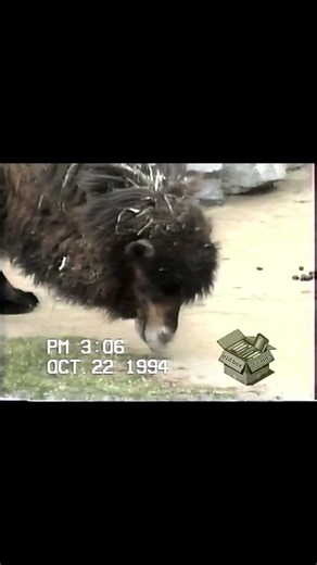 🗓️October 1994📍San Diego Zoo⏩ #vhs #retro #sandiegozoo #videotape #vintagemedia