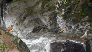 Pair of torrent ducks (Merganetta armata), the male on the right, beside a rushing torrent, the Rio Reventador in montane rainforest in the Amazonian slopes of the Andes in Ecuador.