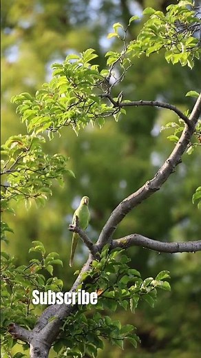 Beautiful Rose-Ringed Parakeet | Colorful Parrot in Nature