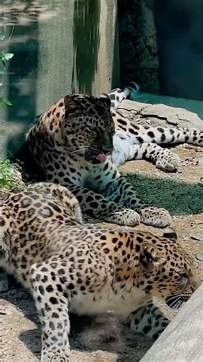 Amur Leopard Courtship 🐆 The Invitation