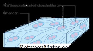Unterschied zwischen Chondroblasten und Chondrozyten | Chondroblasten vs Chondrozyten - Wissenschaft & Natur 2026