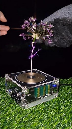 Real flower power 🪻 #experiment #electricity #physics #plant