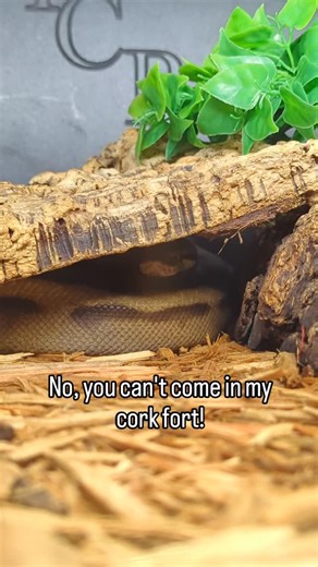 13 reactions | Ball pythons are - for a majority of the time- a ground dwelling species. They love to curl up into dark corners and hiding places to feel safe. I relate because I too would prefer to just stay in my blanket fort the whole day! #twincitiesreptiles #ballpythonthings #blanketfort | Twin Cities Reptiles, Inc | Facebook
