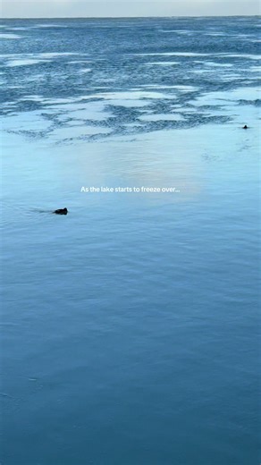 Identifying Birds in Chicago's Winter Landscape