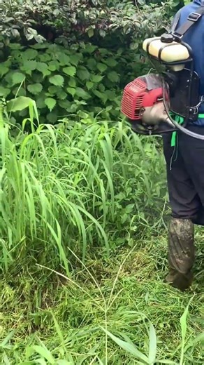 마당 밭 예초기 작업.#풀 #잔디 #벌초 #예초기 #줄날 #칼날 #ZENOAH #BK4302 #automobile #줄다리기 #lawncare #farming #satisfying