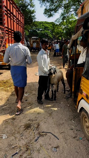 #lkschannel #sheep #GOAT | Lks Chanal