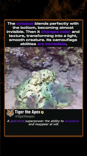 Octopus Master Camouflage Transformation #octopus #wildlife