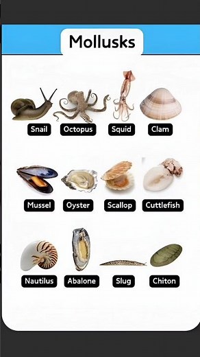 Discover 12 Amazing Mollusks! 🐚🦑 | Learn Their Names in English