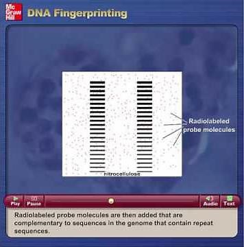 DNA Fingerprinting explained
