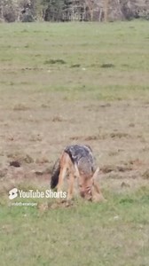 Jackals Feast On Gazelle in Unbelievable Wild Moment