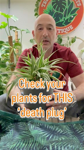 Check Your Plants for This “Death Plug” | Spider Plant Root Fix