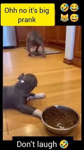 Scary Prank on Dog 😱 | Dog’s Reaction Will Shock You! 🐶🔥#dogprank#prank