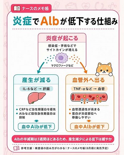 炎症でアルブミンが低下する仕組み