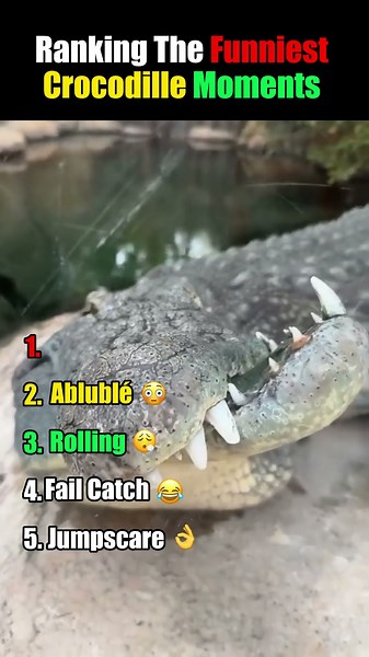 Ranking The Funniest Crocodile Moments 3 🐊 #crocodile #funny #shorts