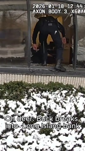 Suffolk police responded to a burglary alarm at a Ridge bank and found an unexpected intruder: A buck crashed through a window and got stuck inside. More: https://www.nwsd.li/947971 🎥: @scpdhq - - #longisland #suffolkcountyny #ridgeny | Newsday