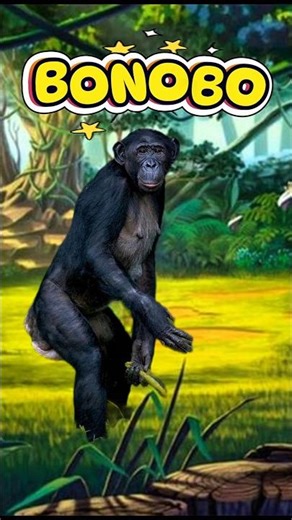 Bonobo, The Most Peaceful Smart Primate