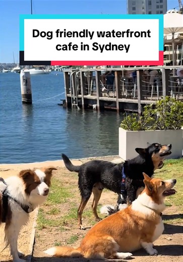 Dog-Friendly Café in Kirribilli: The Perfect Sydney Spot