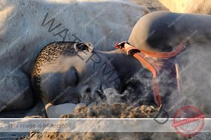 Mundari Tribe South Sudan | A tribe with special relationship to its cows