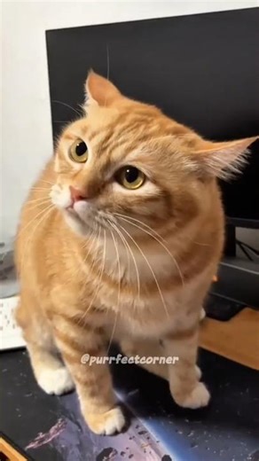 Funny Orange Cat Being Silly 😹🧡 | Hilarious Cat Moments #shorts