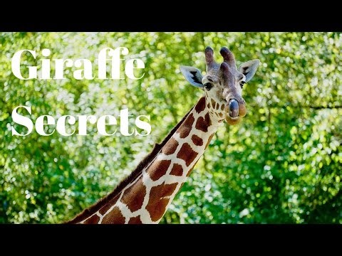 The Secret Life of Giraffes: Types, Diet, Mating & Survival Explained