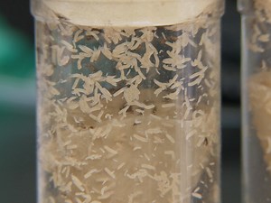 Drosophila Courtship Conditioning As a Measure of Learning and Memory