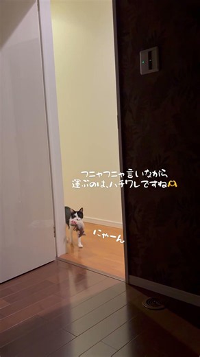 2026年5月27日 #毎日投稿 #ねこ #ねこのおもちゃ #ねこのきもち #保護猫 #三毛猫 #ハチワレ猫 #ぬいぐるみ