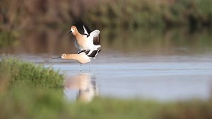 Amazing bird dancing so great | Amazing World