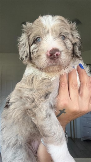 🐾🖤 Bernedoodle Babies — 5 Weeks Old! 🤍🐾 Our little fluff balls are officially 5 weeks and they’re learning so much! From their first potty-training lessons to early socialization, they’re growing into confident, loving, goofy puppies each day. ✨ We’re getting so excited to finally meet all the families who will soon take these sweet babies home! 🏡💙 And good news — we still have a few puppies available to join their forever homes on December 6th! 🎄🐶 If you’ve been dreaming of a loyal, gen