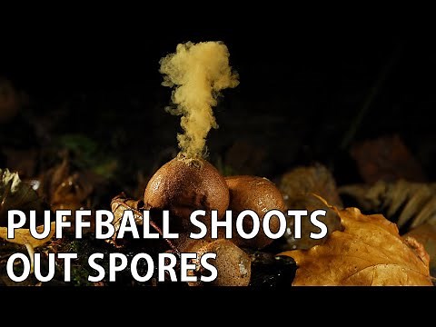 Puffball Fungi Shoot Out Spores