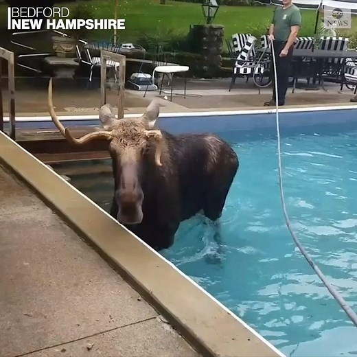 2M views · 4.1K reactions | MOOSE ON THE LOOSE: A large moose made a wrong turn, accidentally finding itself wading in a New Hampshire resident’s pool while seeking a mate during breeding season. https://abcn.ws/2nM8bpO | ABC News | Facebook