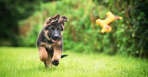 Comment les chiens voient le monde