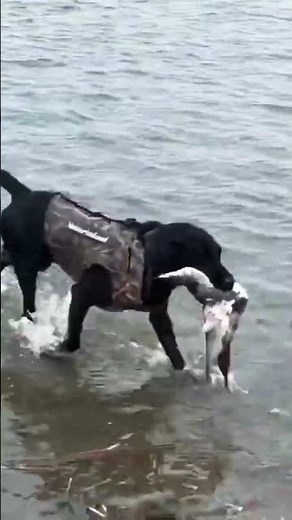 Black Lab Hunting Dog Water Duck Retrieve