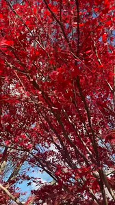 Andrea Carlson on Reels