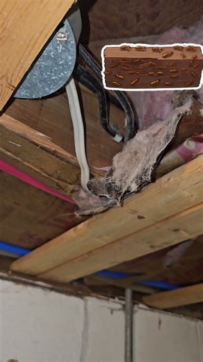 Home Inspection Findings/ termite damage!