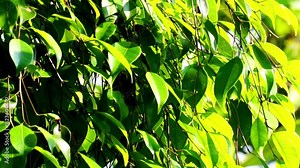 Ficus benjamina (weeping fig, benjamin fig, ficus tree) leaves with a natural background. Indonesian call it beringin, ringin or waringin