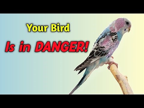 Feather Loss in Budgies: The Hidden Danger You MUST Know!