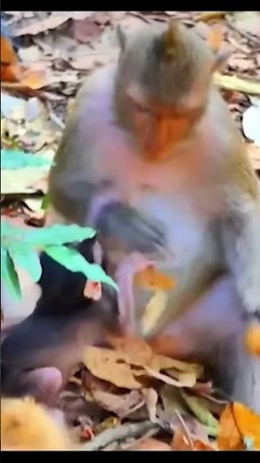 Life of Monkeys: The baby monkey was brutally beaten for taking food from another mother monkey.