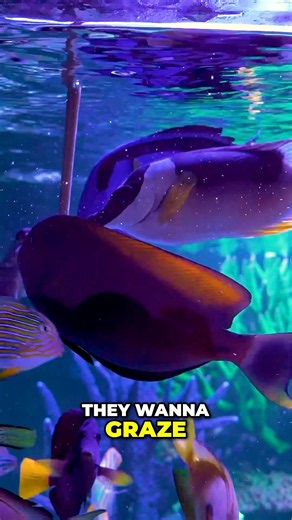 Aquarium Tang's Can Graze on Algae All Day #worldwidecorals #fromourreeftoyours