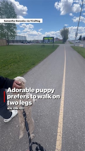 Adorable dog likes walking on two legs like humans | New York Post Video