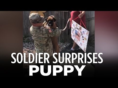 Soldier surprises dog after returning to home from deployment
