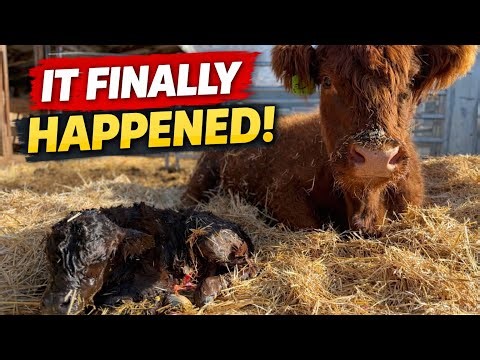 Amazing Full Calf Birth Caught On Video / Live Birth Video / New Calf On The Ranch