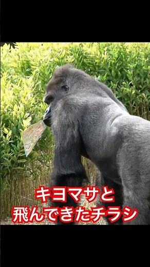 Kiyomasa, a flyer flew by【東山動物園ゴリラ】 #gorilla #higashiyama