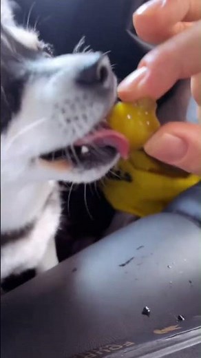 Can Dogs Eat Pickles? The Truth Every Dog Owner Should Know