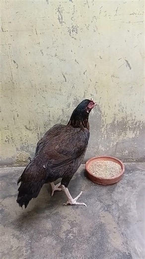 Sindhi Murgi by Khuram Sindhi