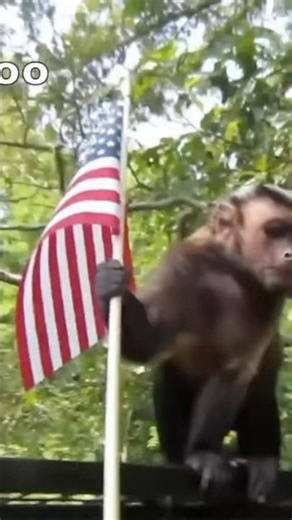 6.7K views · 570 reactions | MonkeyBoo and Family says Happy 4th of July to everyone! | MonkeyBoo | Facebook