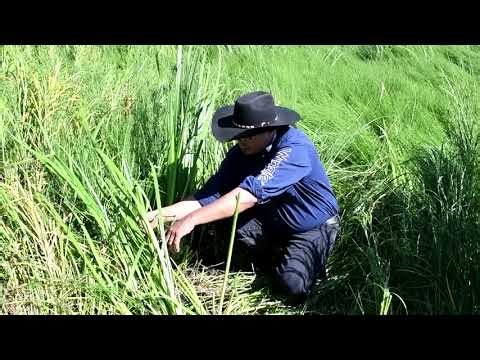 Protocol and Harvesting Rat Root