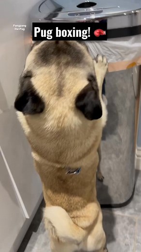Pug Boxing 🥊 Future Champ 🏆 #pugs #fyp #dog #pangpang #dogsoffacebook #PetsofFacebook | Pangpangthepug