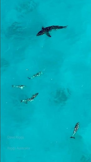 GREAT WHITE SHARK + DOLPHINS ARE FRIENDS .. FOR NOW !! #greatwhite #wildlife #greatwhiteshark