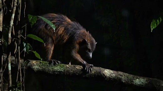 This documentary brings fun facts about the aye-aye, a shy lemur that lives alone and avoids predators by moving silently through the canopy. This original video was produced by Network Media, LLC and Eric B. | Artfully Imagined | Facebook