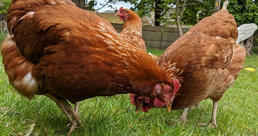 Cinnamon Queen chickens